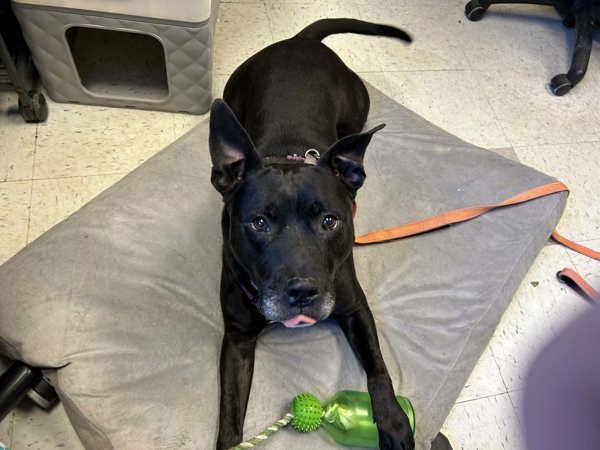 Enlarge CAIRO LEON, a Adoptable mixed breed in Millersville, MD image 2/6