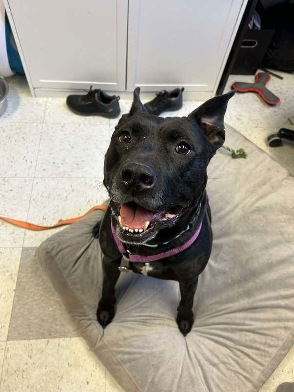 Enlarge CAIRO LEON, a Adoptable mixed breed in Millersville, MD image 3/6