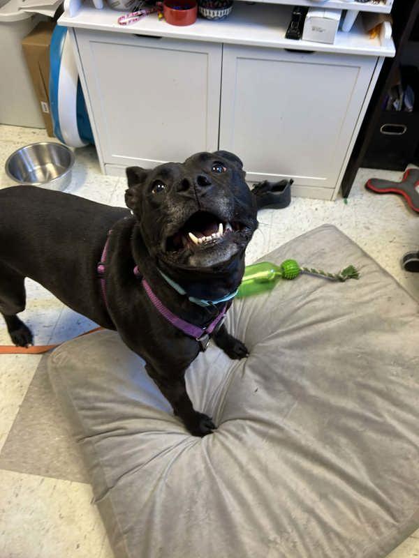 Enlarge CAIRO LEON, a Adoptable mixed breed in Millersville, MD image 4/6