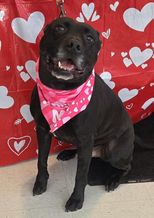 Enlarge CAIRO LEON, a Adoptable mixed breed in Millersville, MD image 5/6