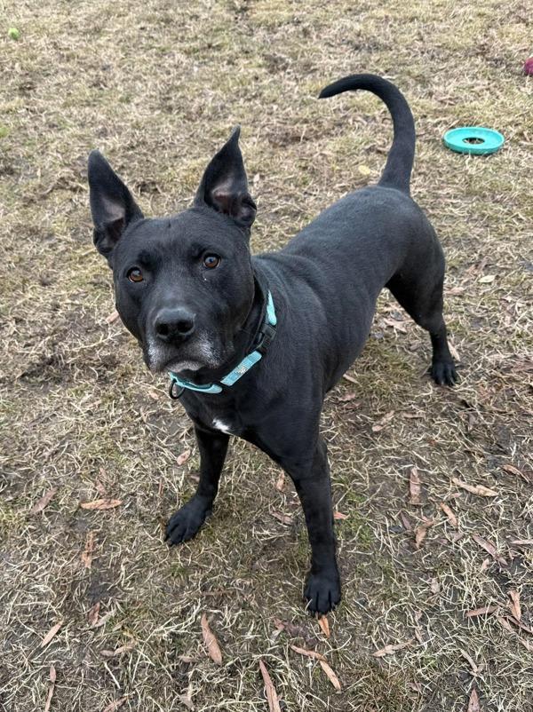 Enlarge CAIRO LEON, a Adoptable mixed breed in Millersville, MD image 6/6