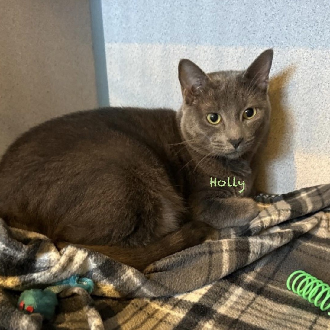 Holly V, adopted, Adult Female Domestic Short Hair.