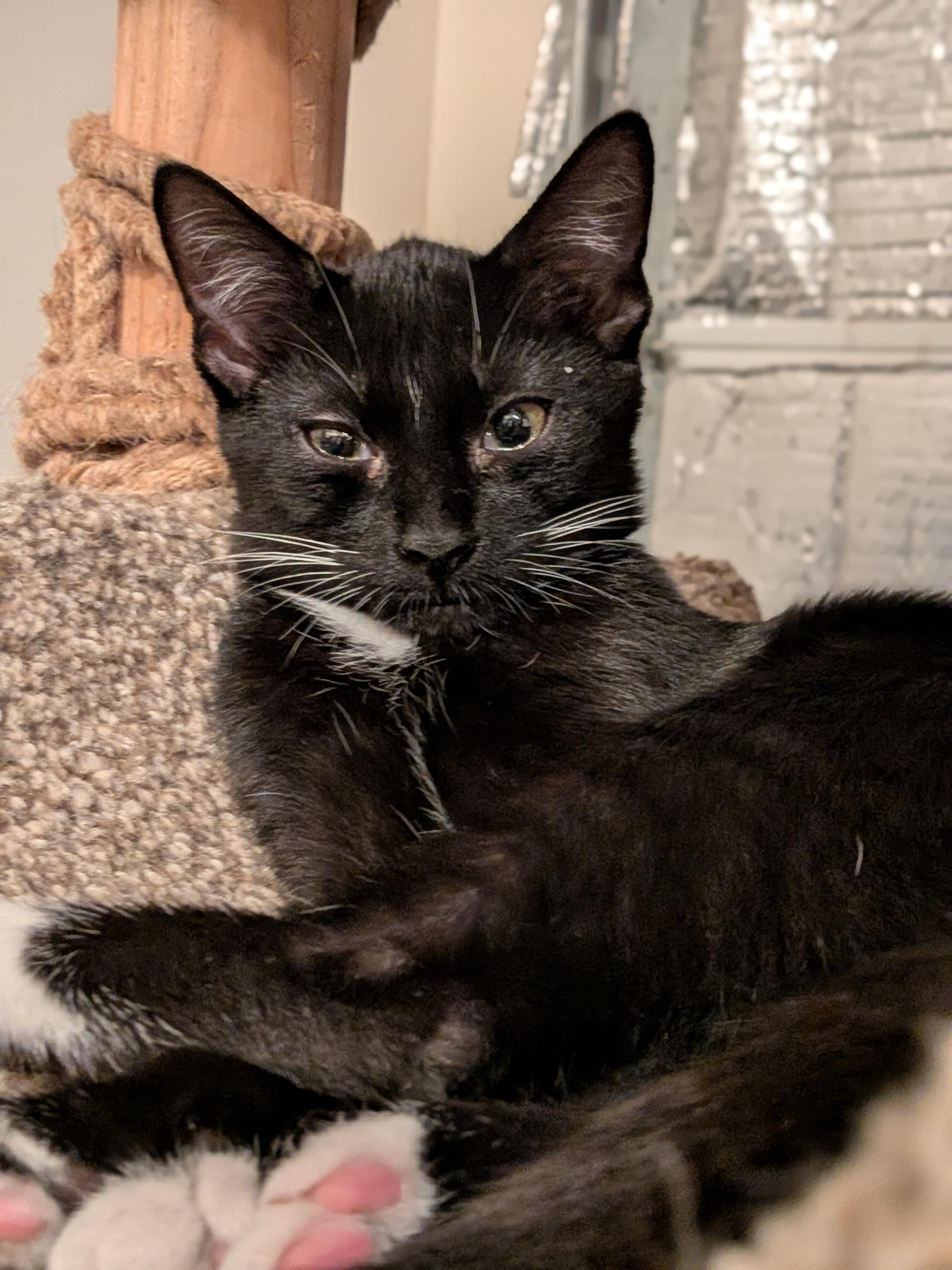 Enlarge Ginny (Bonded Pair with Harry), a Adopted Domestic Short Hair in Newburgh, NY image 5/6
