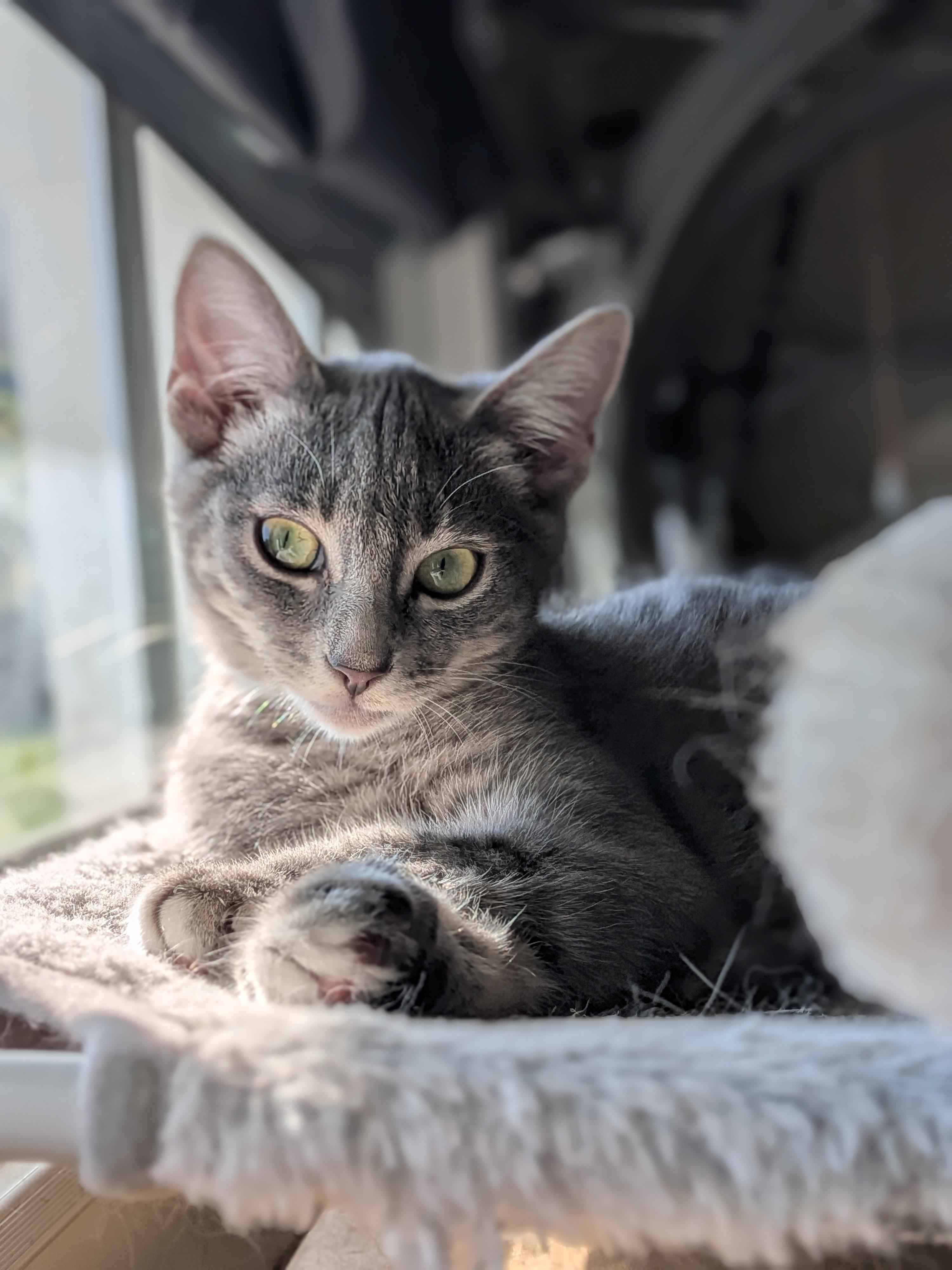 Enlarge Ginny (Bonded Pair with Harry), a Adopted Domestic Short Hair in Newburgh, NY image 2/6