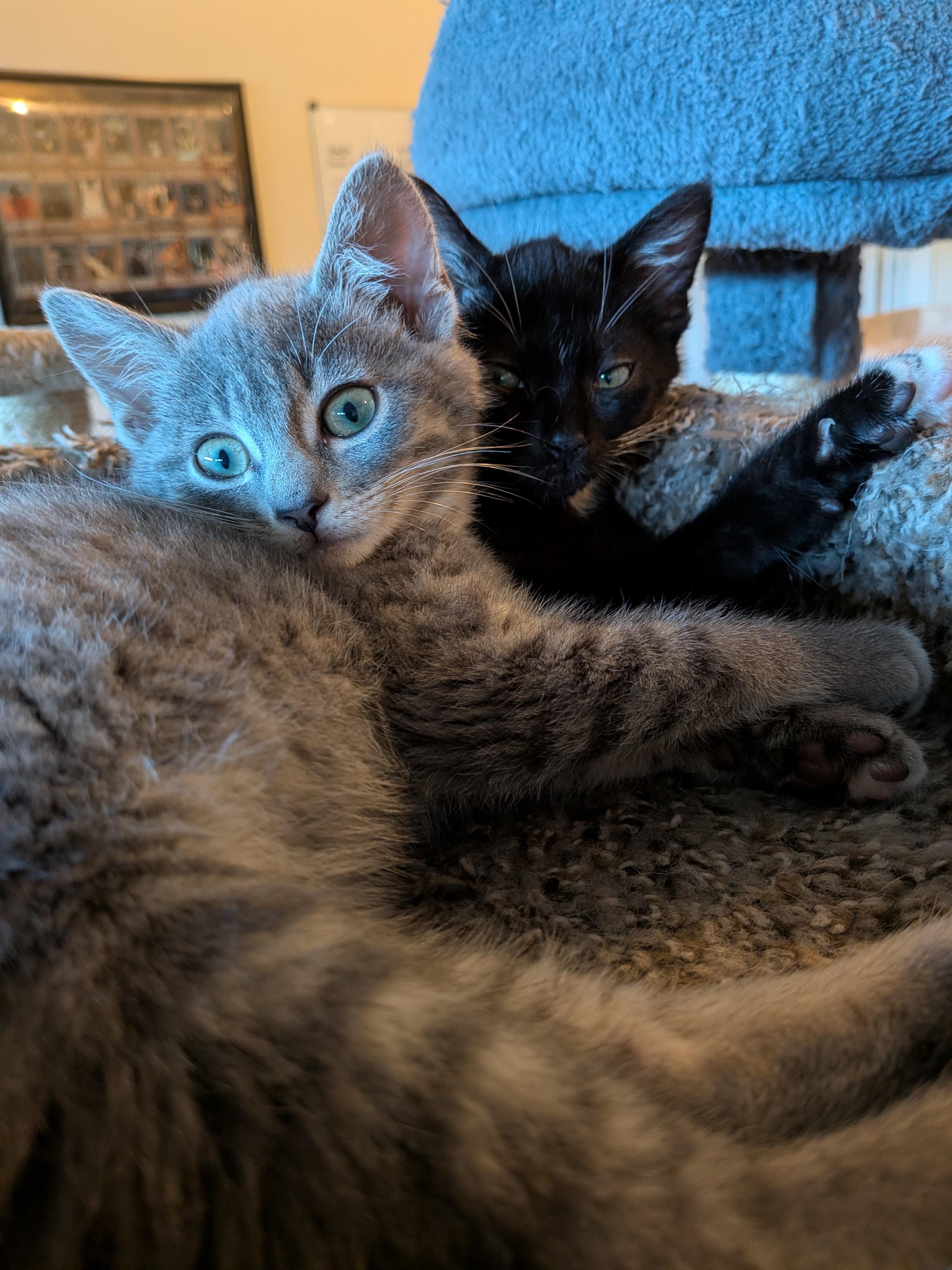 Enlarge Ginny (Bonded Pair with Harry), a Adopted Domestic Short Hair in Newburgh, NY image 3/6