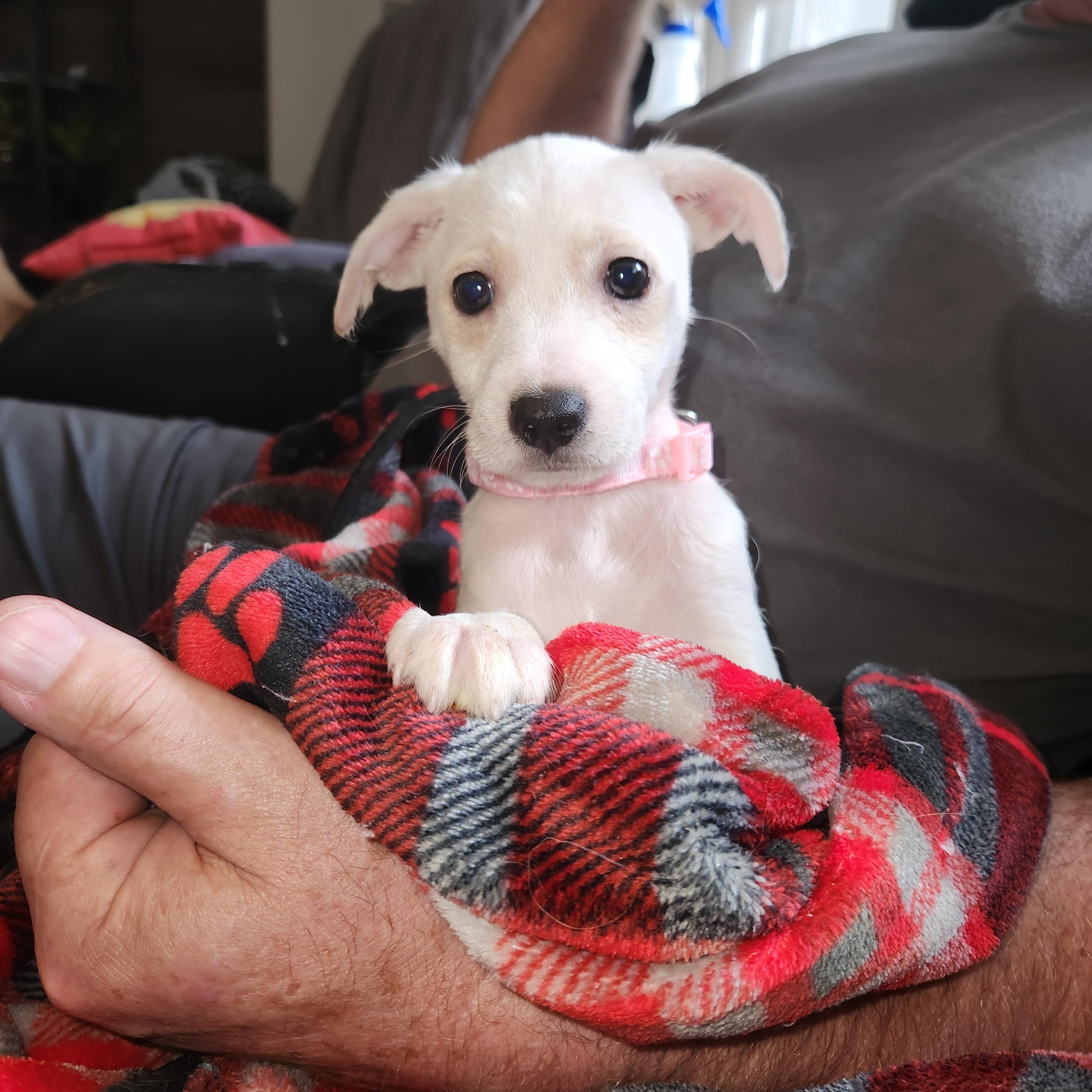 Enlarge Skipper (#375), a Adoptable mixed breed in Twin lakes, WI image 1/1