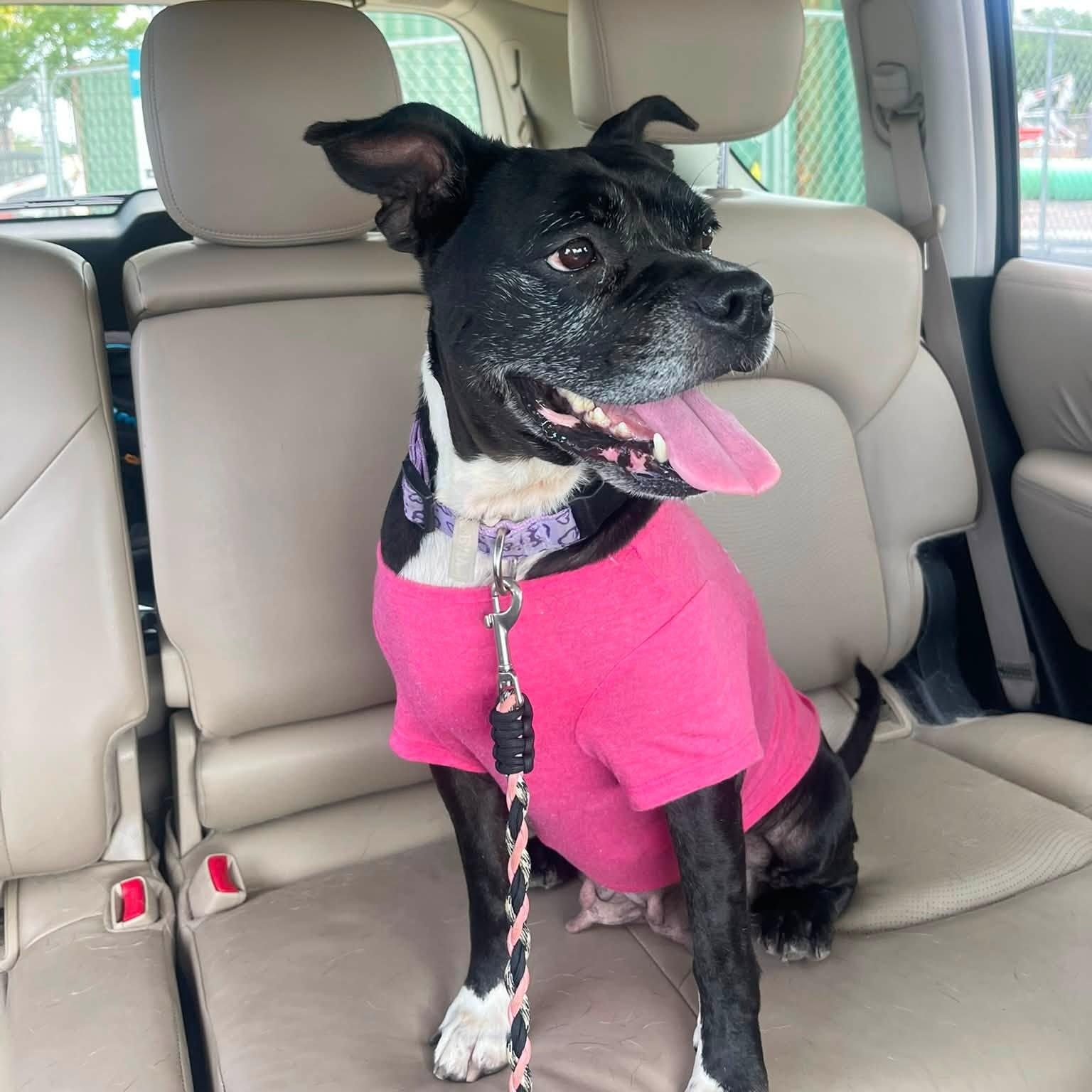 Enlarge Pearl is looking for a foster and adopter, an adopted mixed breed in Portland, OR image 2/6