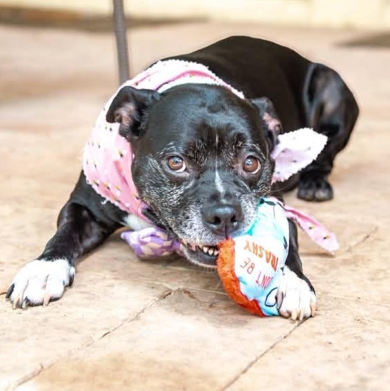 Pearl is looking for a foster and adopter, adopted, Adult Female Boston Terrier & Staffordshire Bull Terrier.