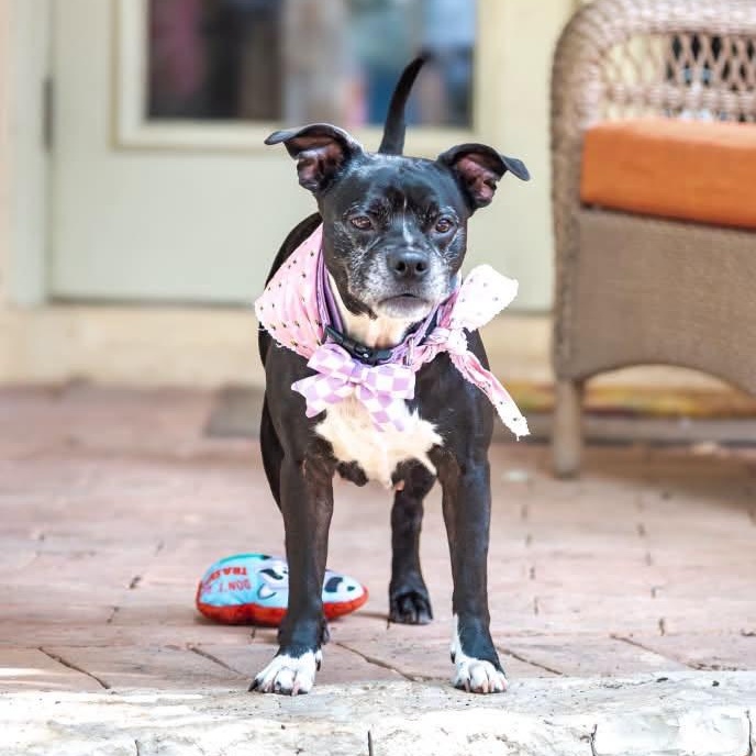 Enlarge Pearl is looking for a foster and adopter, an adopted mixed breed in Portland, OR image 5/6