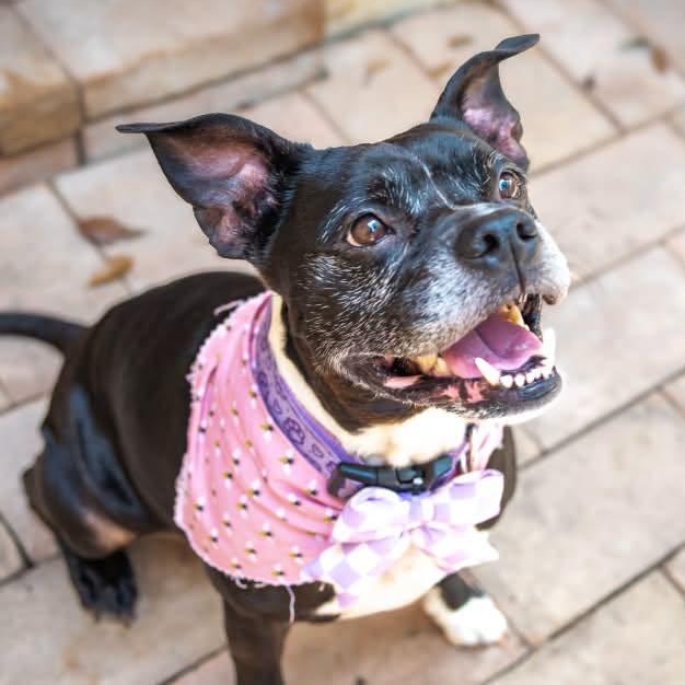 Enlarge Pearl is looking for a foster and adopter, an adopted mixed breed in Portland, OR image 3/6
