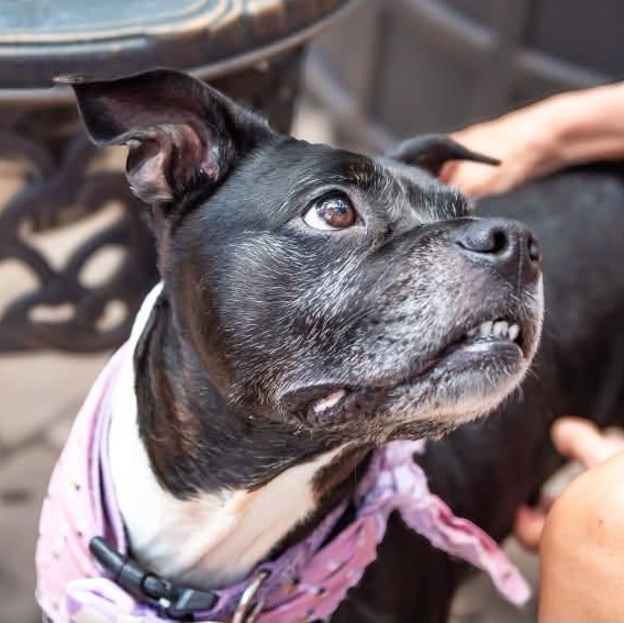 Enlarge Pearl is looking for a foster and adopter, an adopted mixed breed in Portland, OR image 6/6