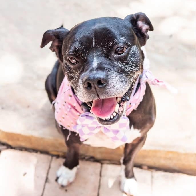 Enlarge Pearl is looking for a foster and adopter, an adopted mixed breed in Portland, OR image 4/6