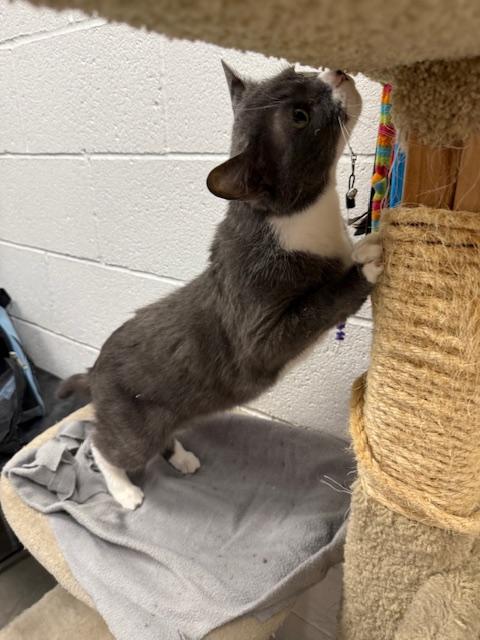 Enlarge Pipsqueak, a ADOPTABLE Exotic Shorthair in Las Vegas, NV image 3/4