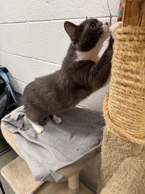 Enlarge Pipsqueak, a ADOPTABLE Exotic Shorthair in Las Vegas, NV image 4/4