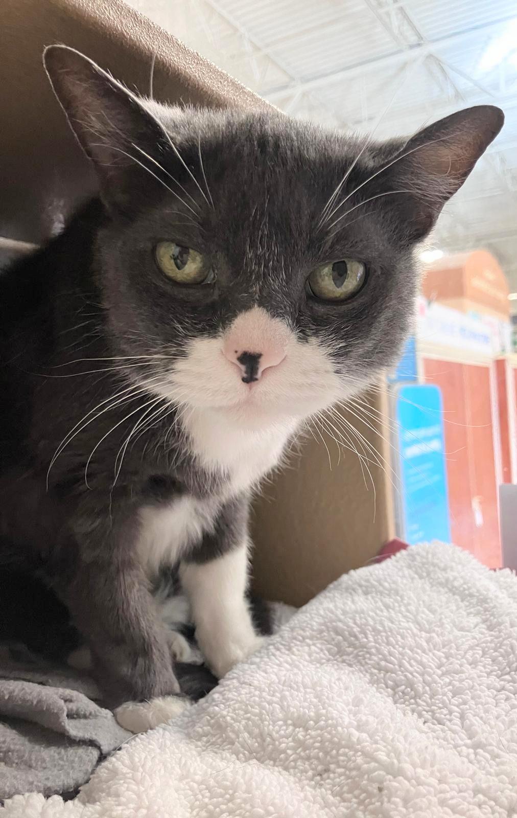 Enlarge Pipsqueak, a ADOPTABLE Exotic Shorthair in Las Vegas, NV image 1/4