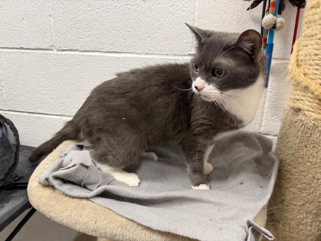 Enlarge Pipsqueak, a ADOPTABLE Exotic Shorthair in Las Vegas, NV image 2/4