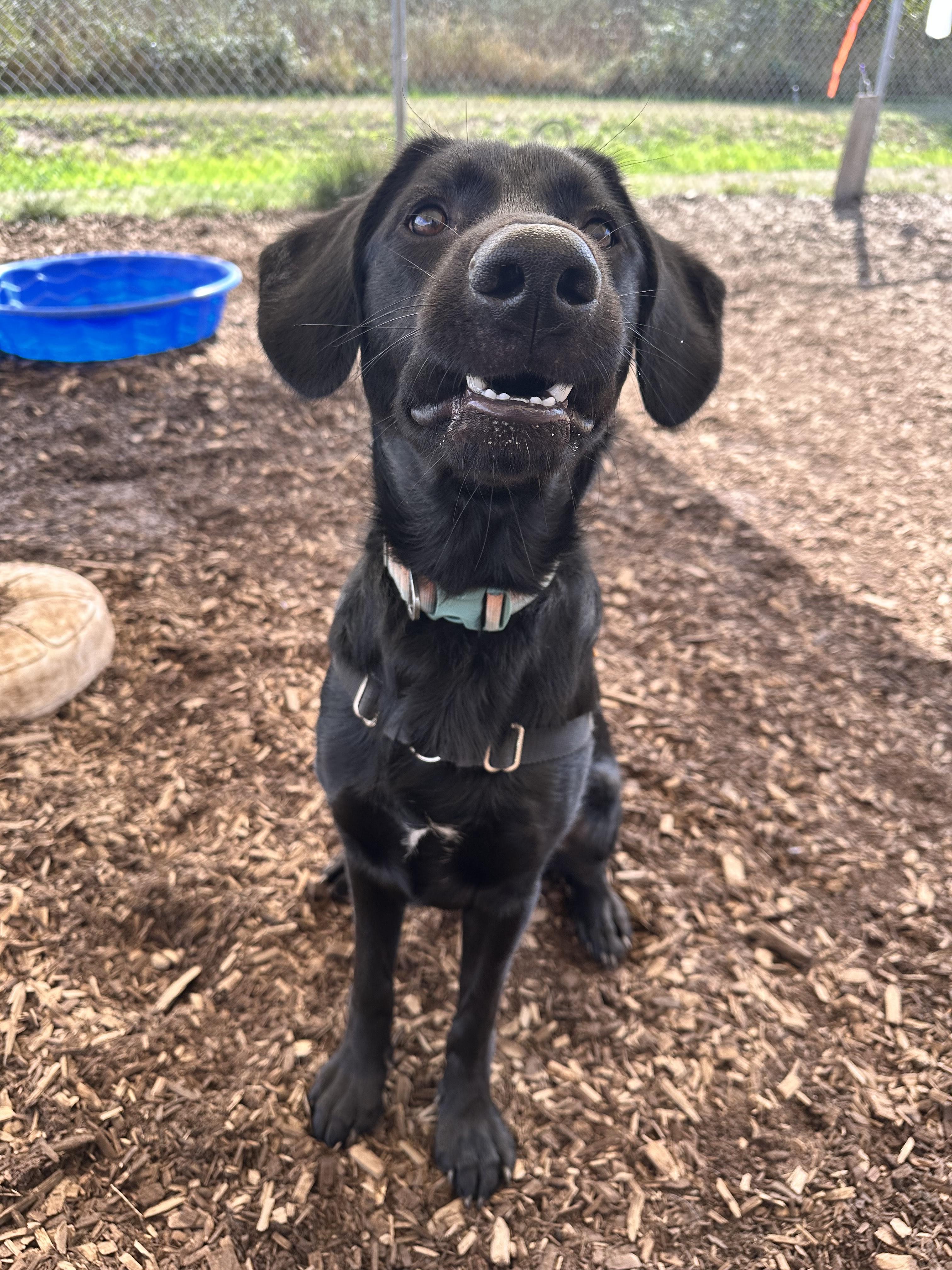 Bowie, an adoptable Labrador Retriever, English Springer Spaniel in Bellingham, WA, 98226 | Photo Image 3