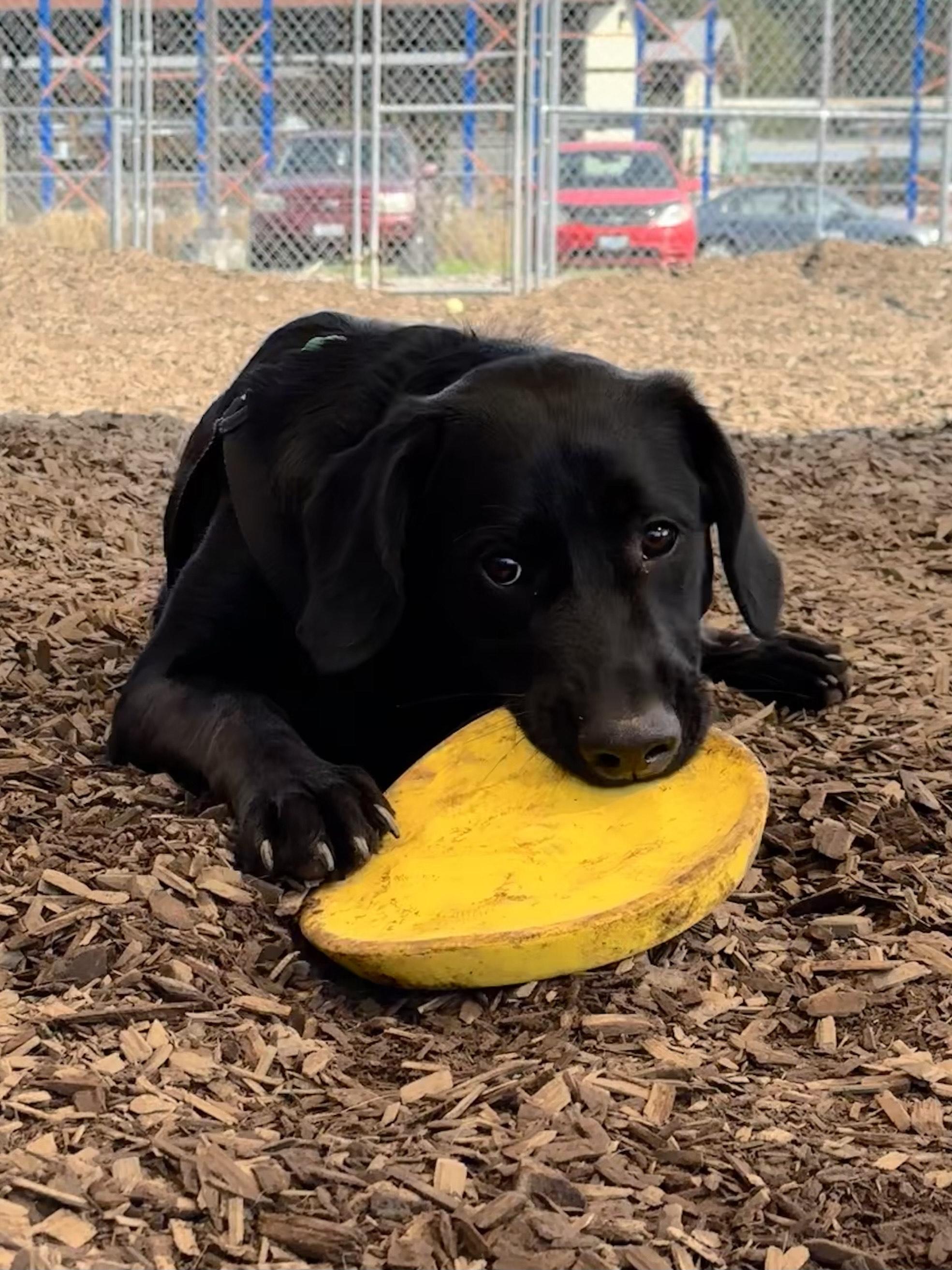 Bowie, an adoptable Labrador Retriever, English Springer Spaniel in Bellingham, WA, 98226 | Photo Image 4