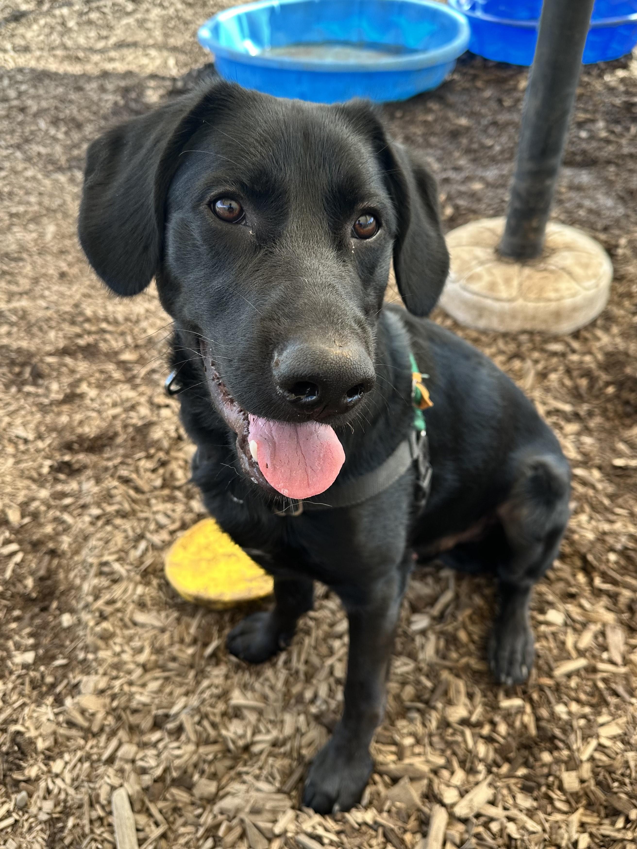 Bowie, an adoptable Labrador Retriever, English Springer Spaniel in Bellingham, WA, 98226 | Photo Image 1