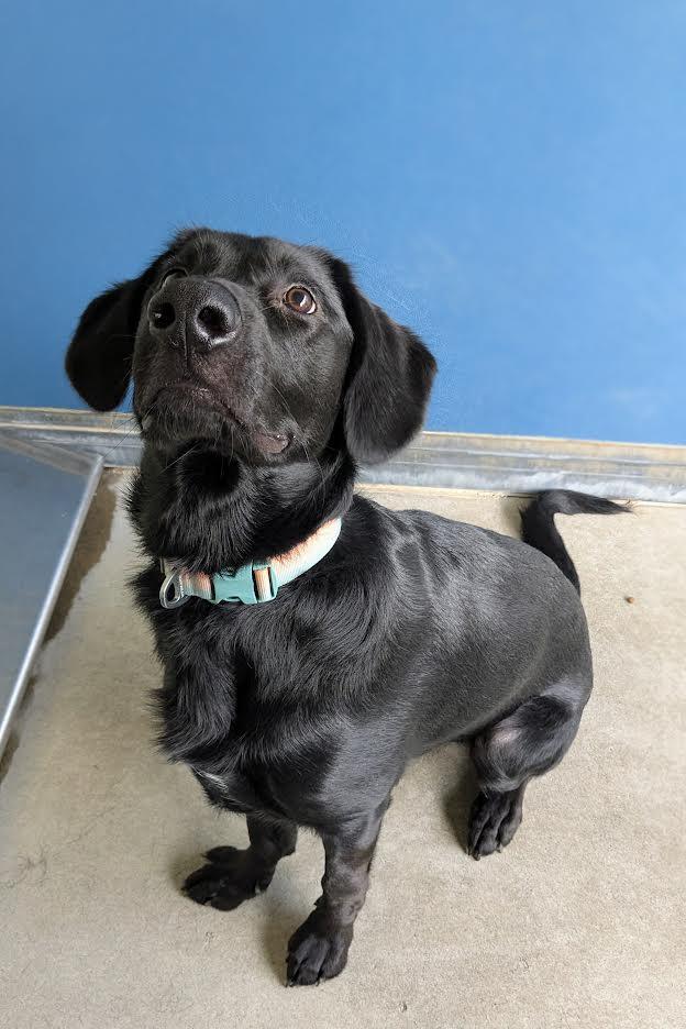 Bowie, an adoptable Labrador Retriever, English Springer Spaniel in Bellingham, WA, 98226 | Photo Image 2