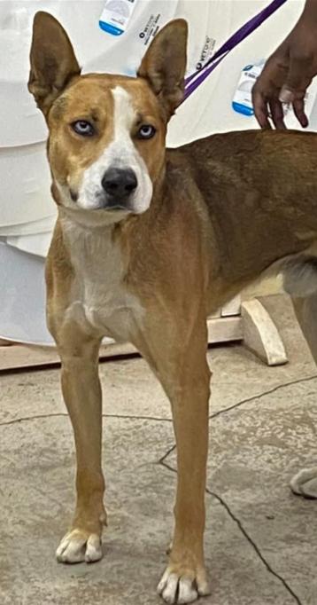 SHEP, an adoptable Basenji, Husky in Fort Worth, TX, 76112 | Photo Image 1