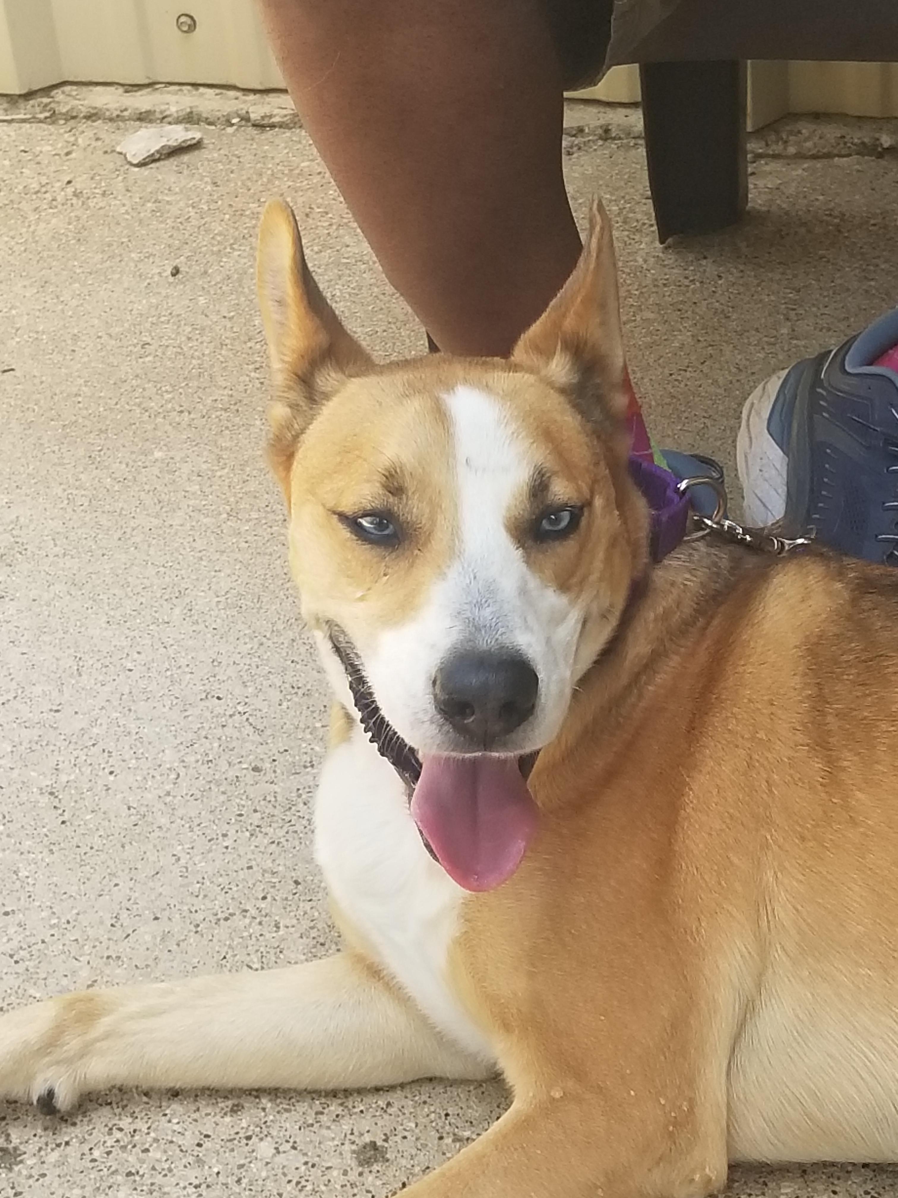 Enlarge SHEP, a Adoptable mixed breed in Fort Worth, TX image 2/4