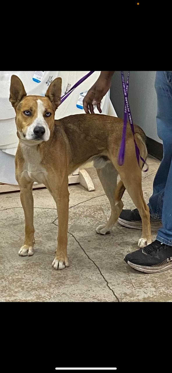 Enlarge SHEP, a Adoptable mixed breed in Fort Worth, TX image 3/4