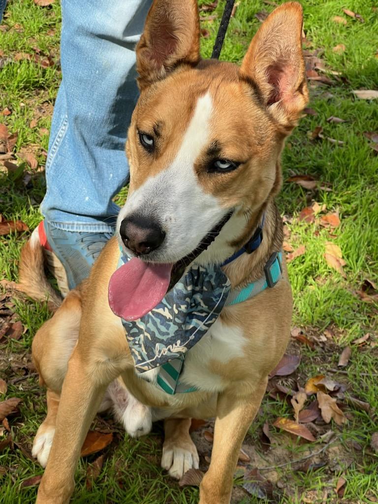 Enlarge SHEP, a Adoptable mixed breed in Fort Worth, TX image 4/4