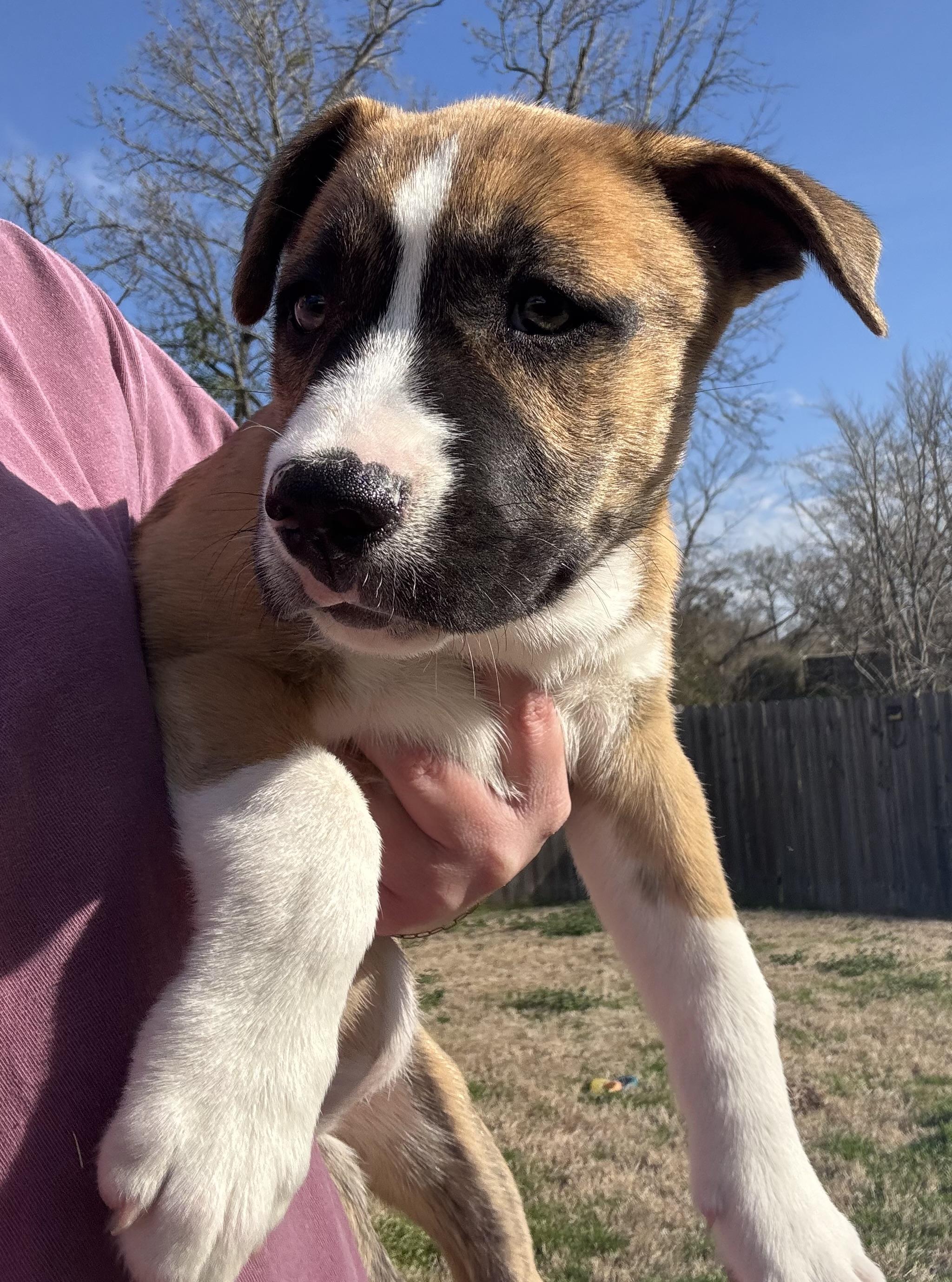 Enlarge Bailey, a Adoptable mixed breed in Johnston , RI image 2/6