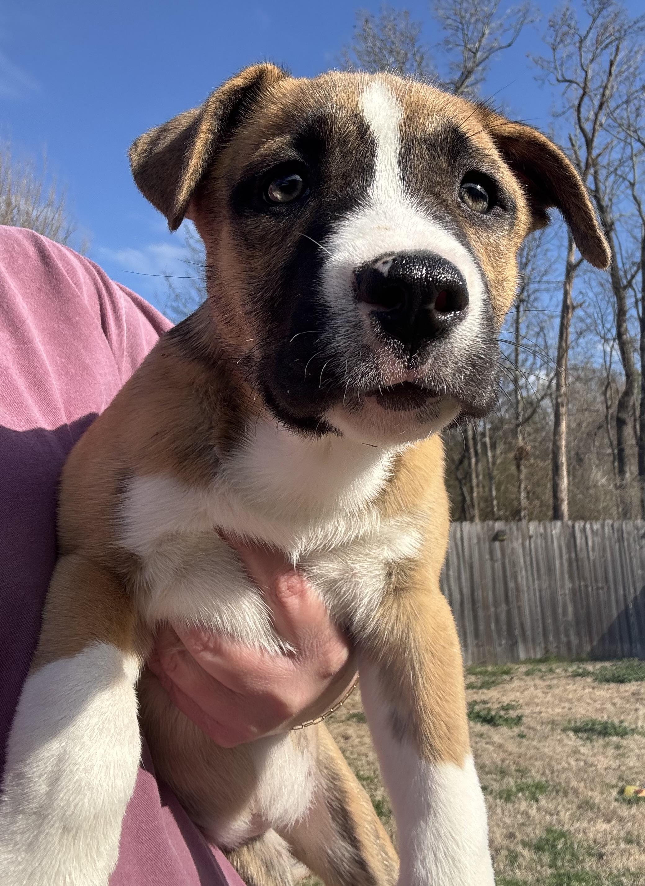 Enlarge Bailey, a Adoptable mixed breed in Johnston , RI image 3/6