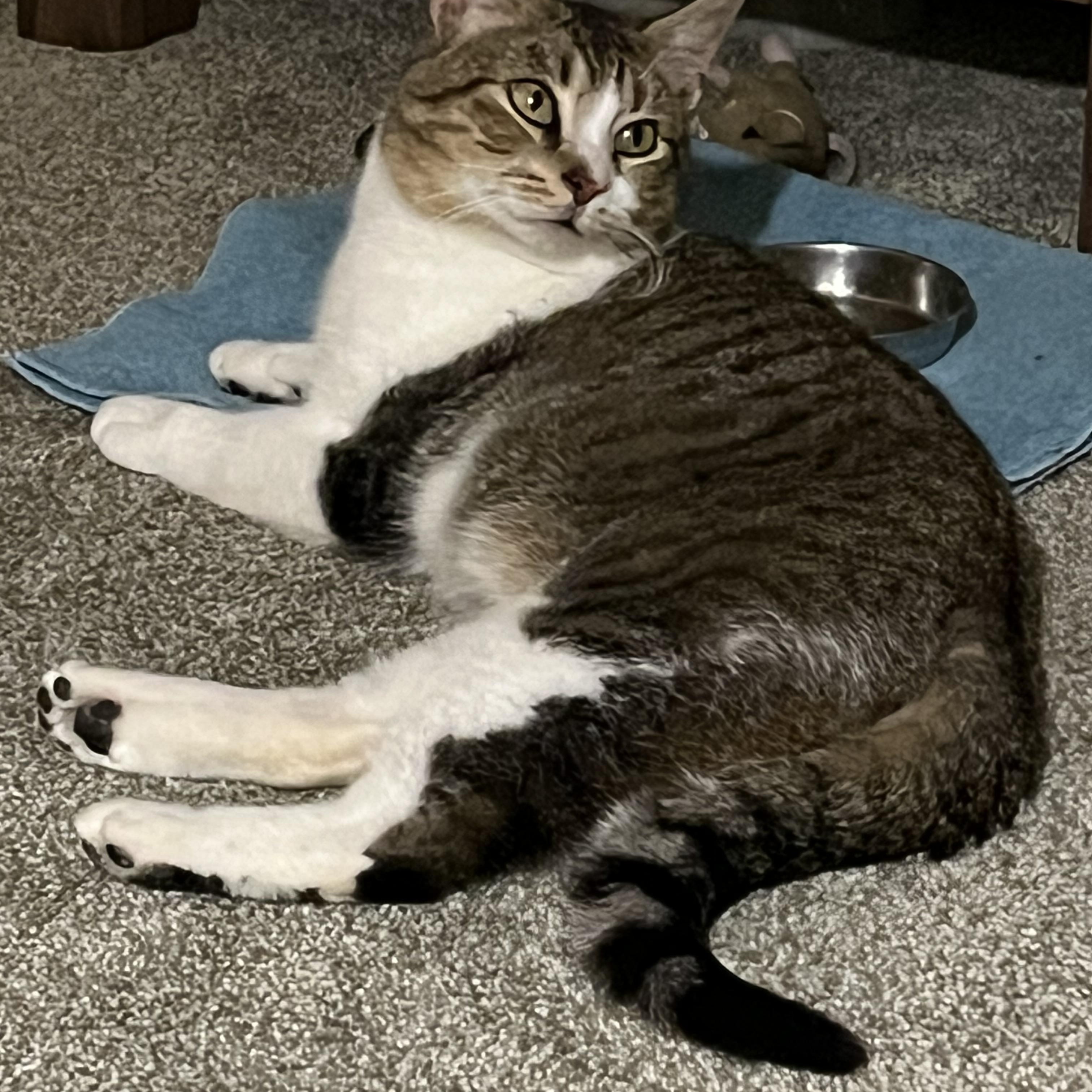 LADDIE, Adoptable, Adult Male Tiger.