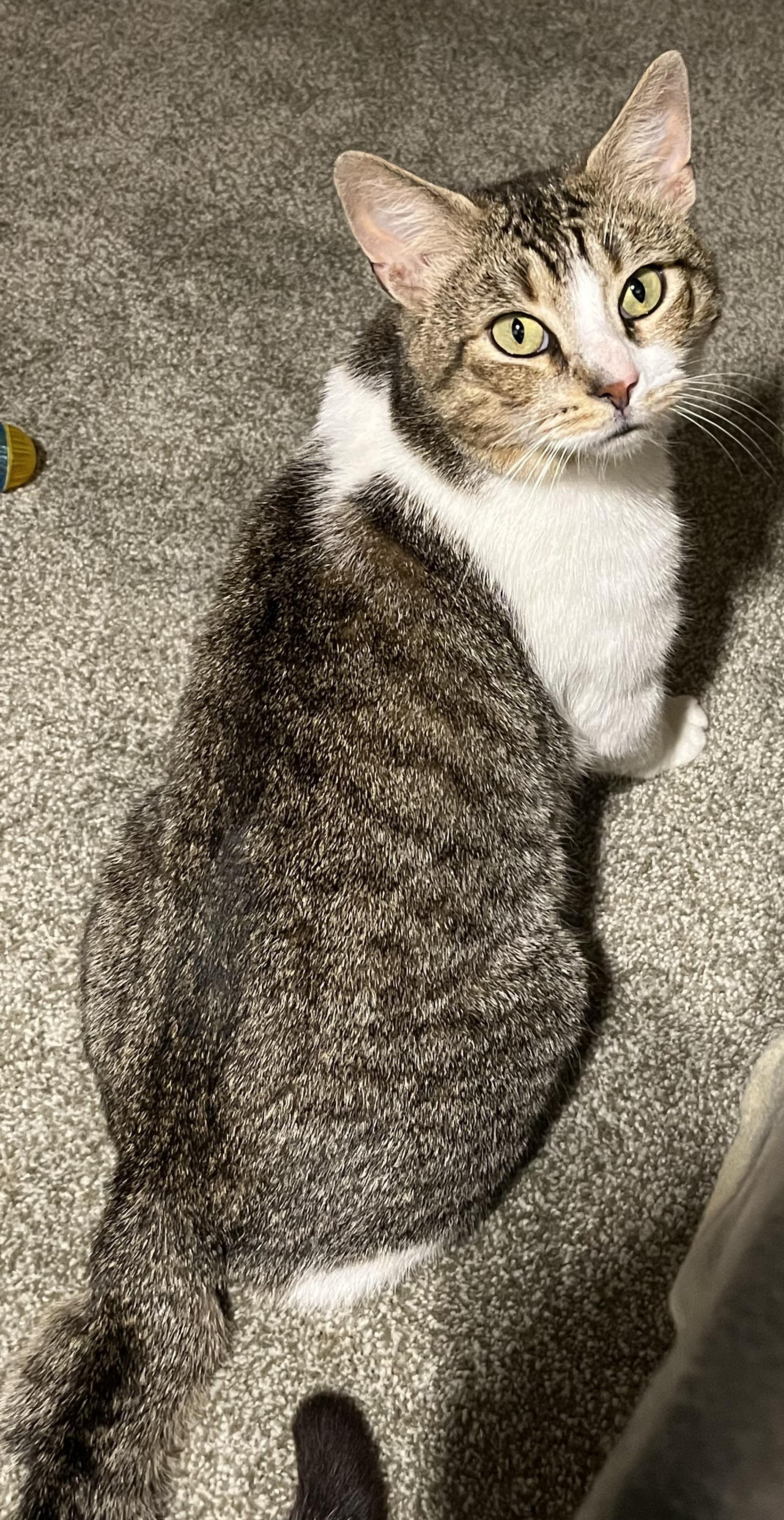 Enlarge LADDIE, a Adoptable Tiger in Independence, OH image 2/4