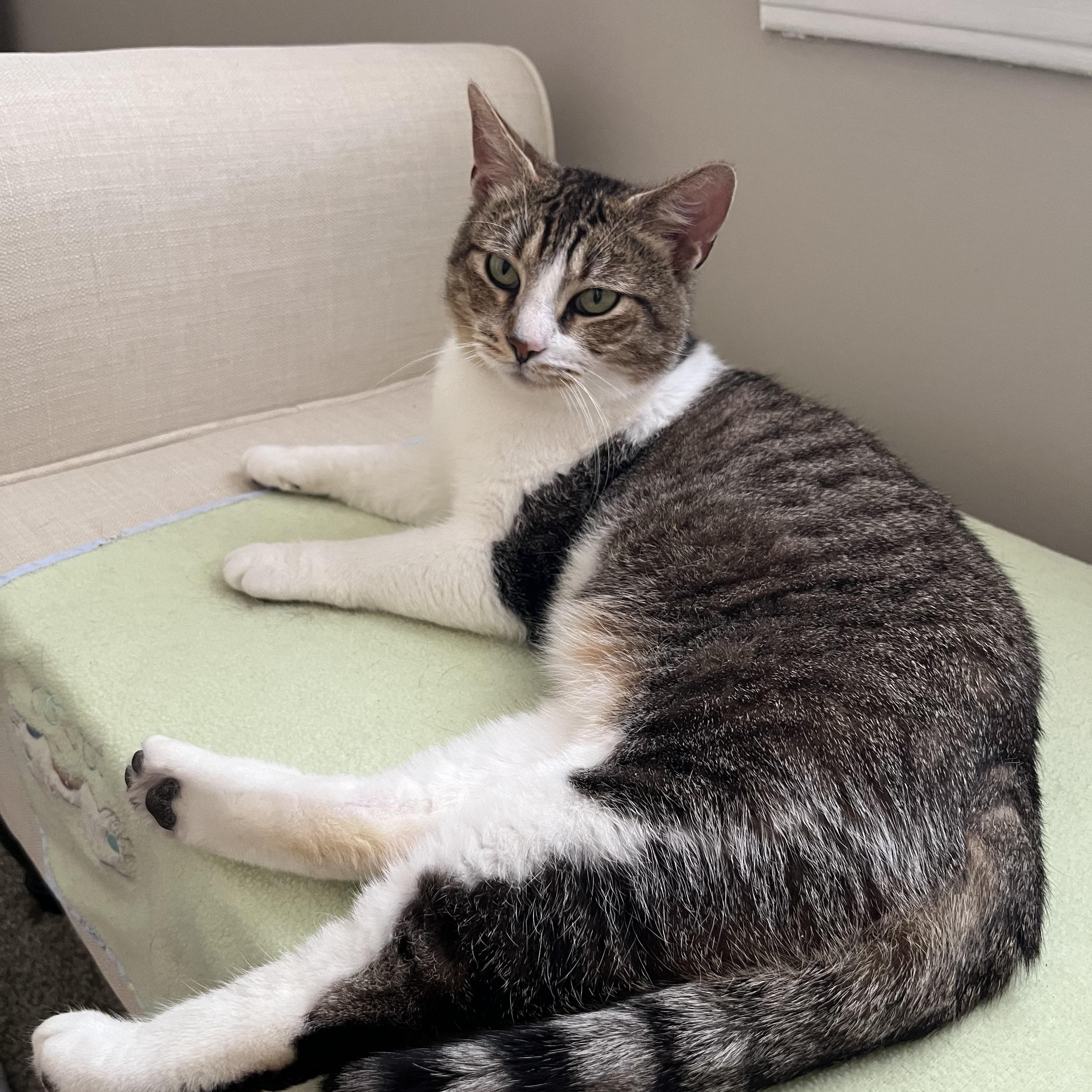 Enlarge LADDIE, a Adoptable Tiger in Independence, OH image 3/4