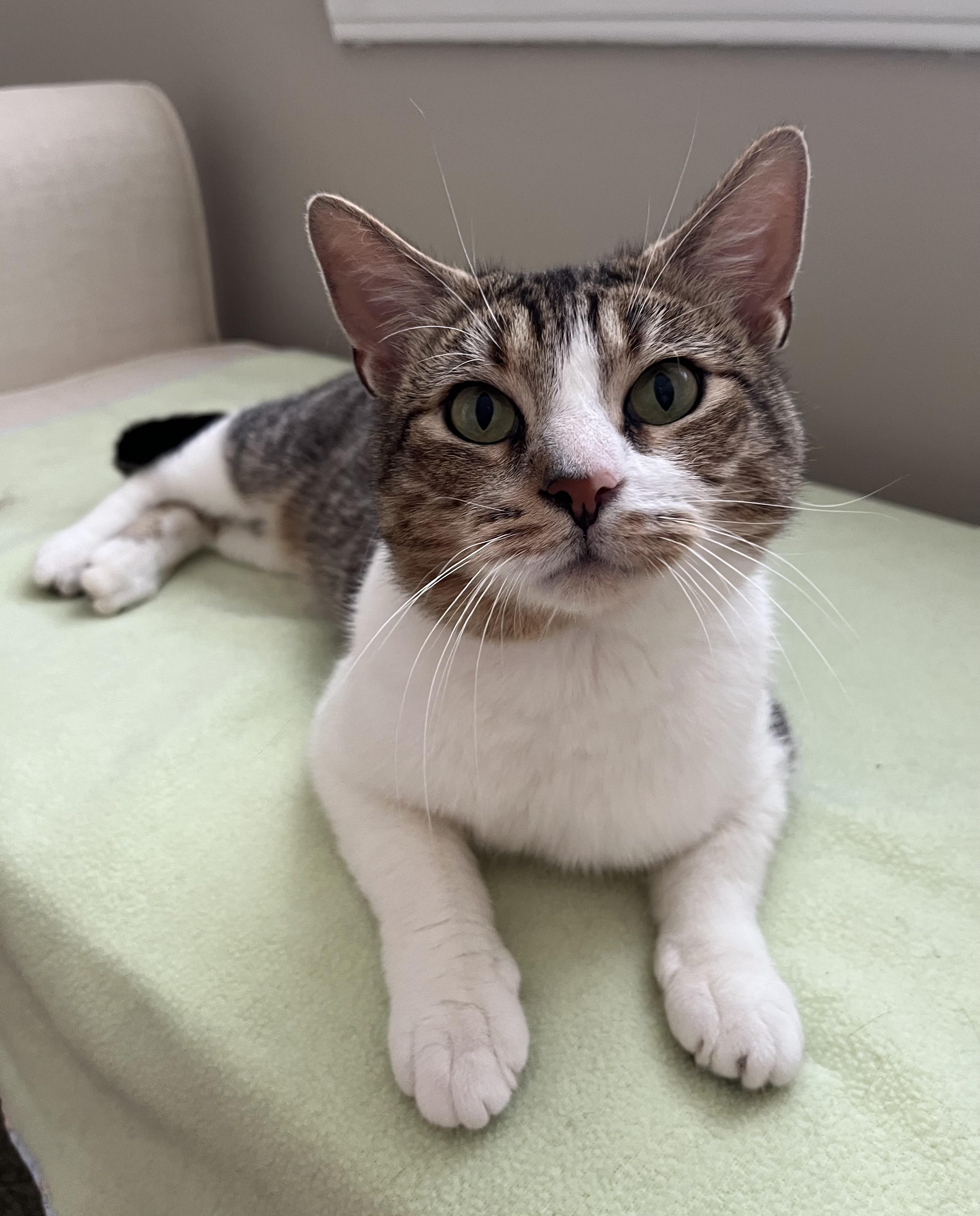 Enlarge LADDIE, a Adoptable Tiger in Independence, OH image 4/4