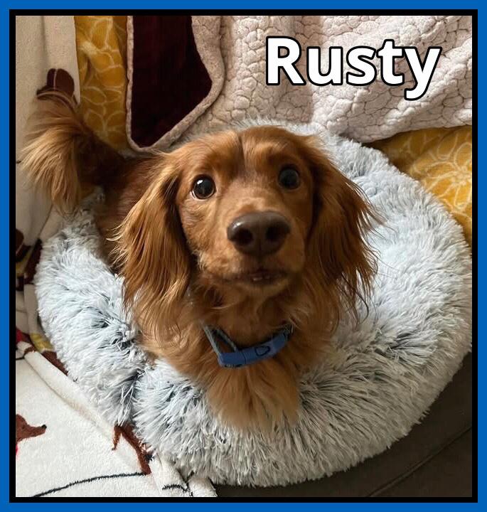 Enlarge Rusty, a ADOPTABLE Dachshund (Long Haired) in Green Cove Springs, FL image 5/6
