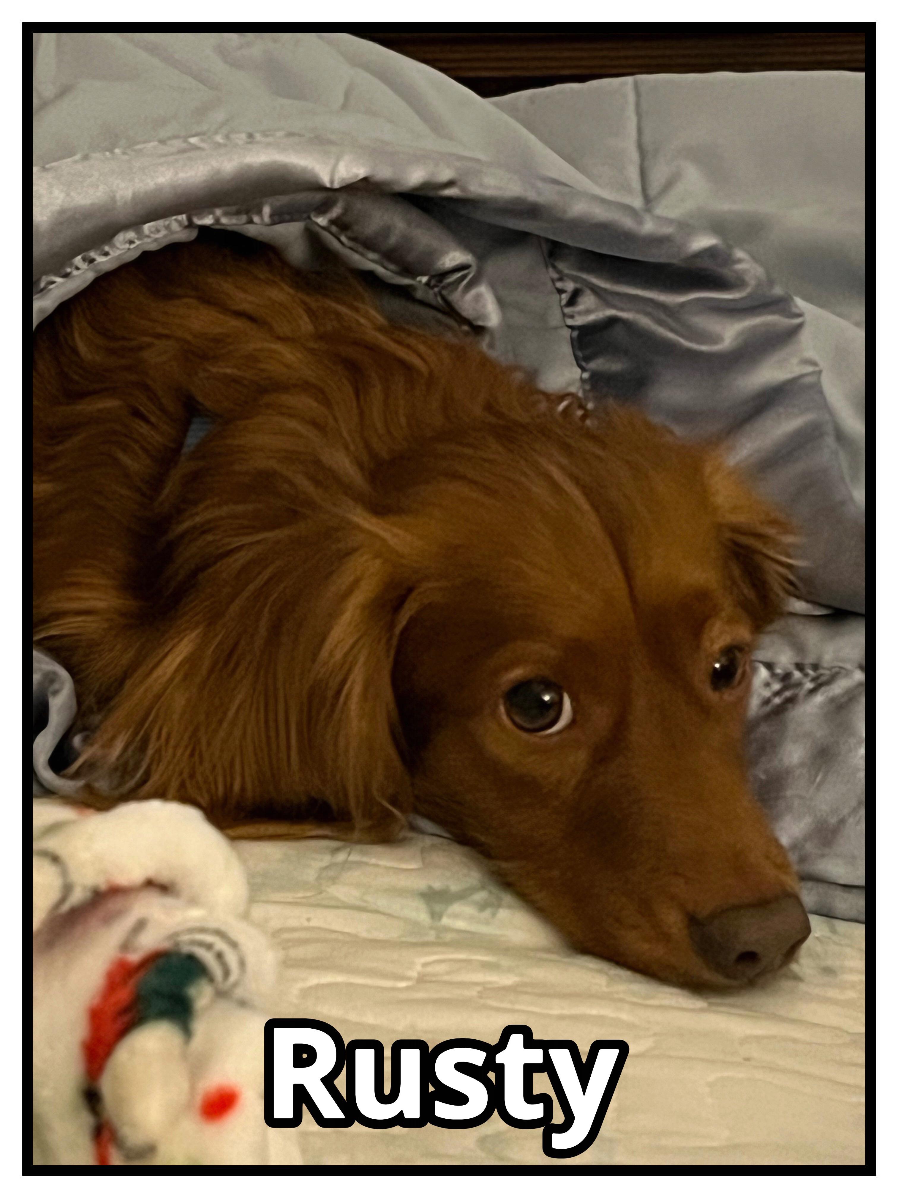 Enlarge Rusty, a ADOPTABLE Dachshund (Long Haired) in Green Cove Springs, FL image 4/6
