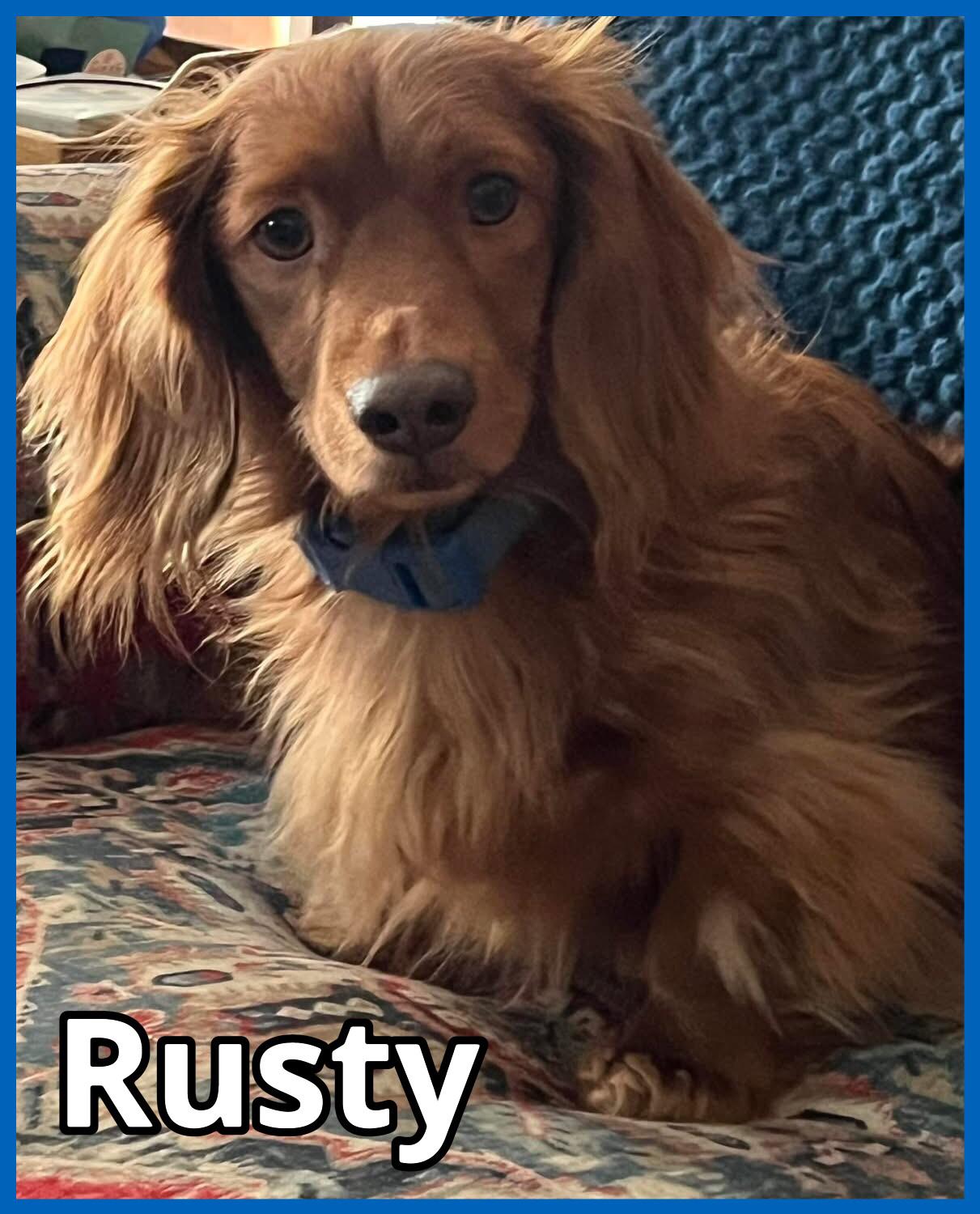 Rusty, ADOPTABLE, Adult Male Dachshund (Long Haired).