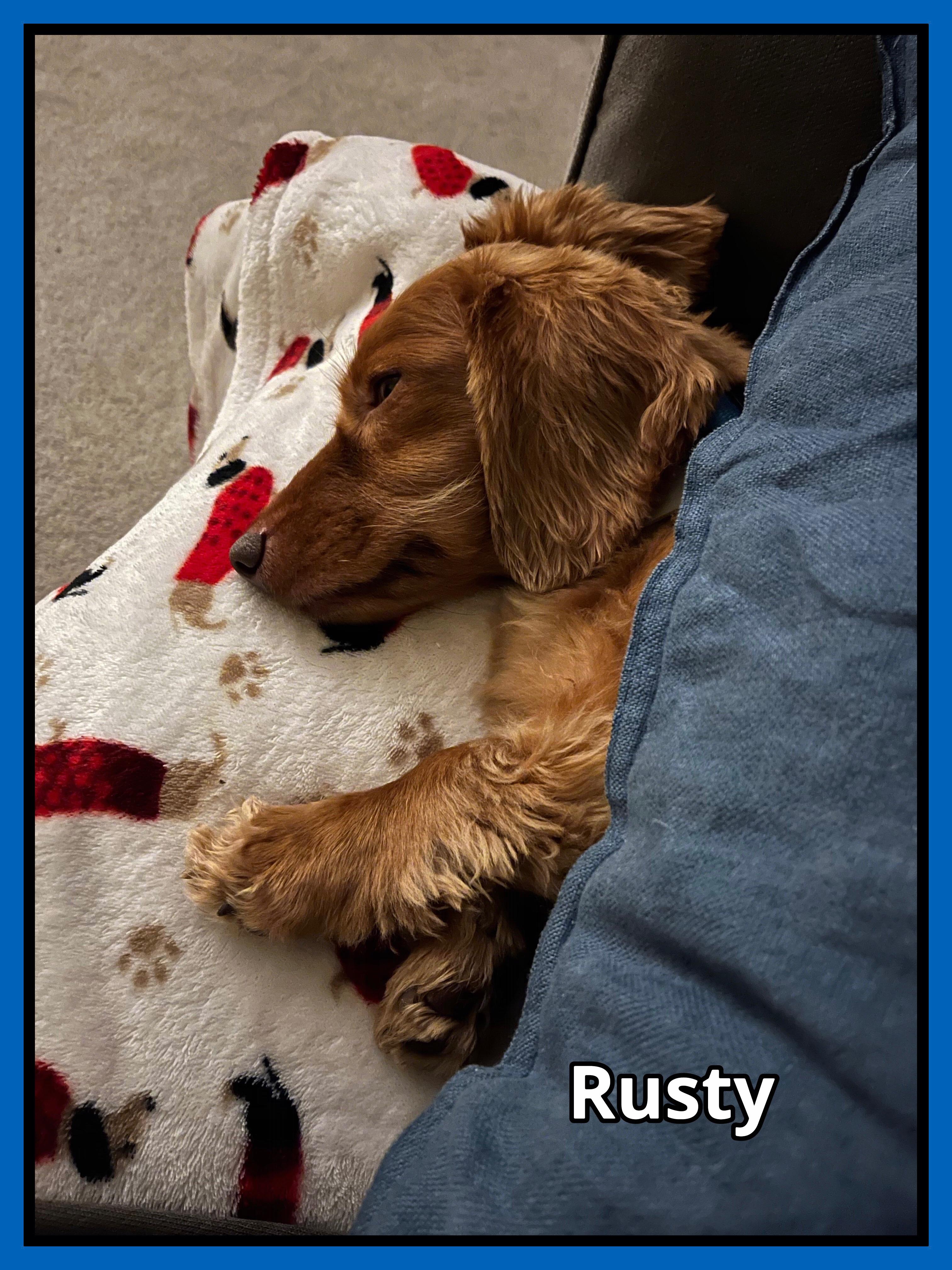 Enlarge Rusty, a ADOPTABLE Dachshund (Long Haired) in Green Cove Springs, FL image 3/6