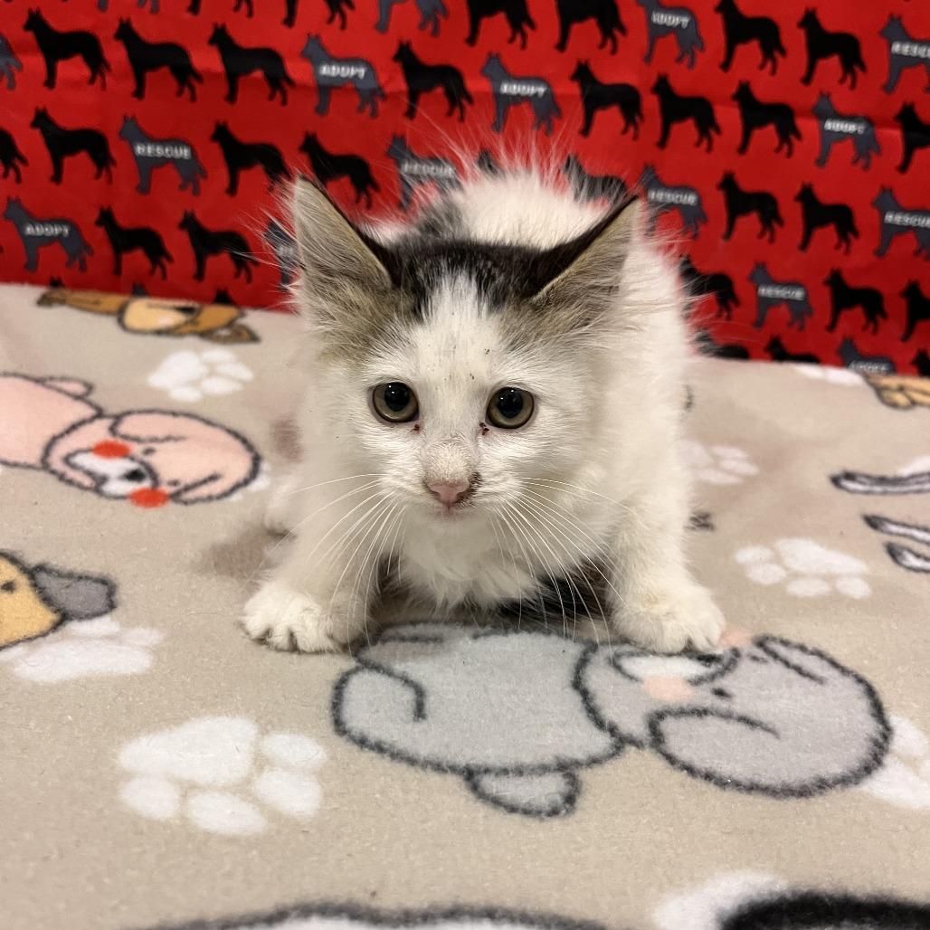 Enlarge Wasabi, a Adoptable mixed breed in Washburn, MO image 1/1
