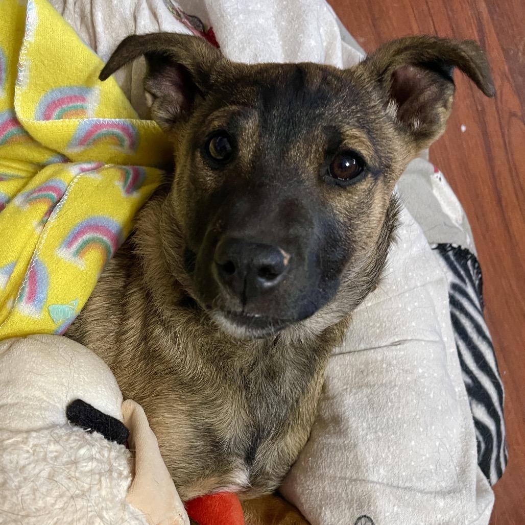 Sunflower, Adoptable, Puppy Female Shepherd.