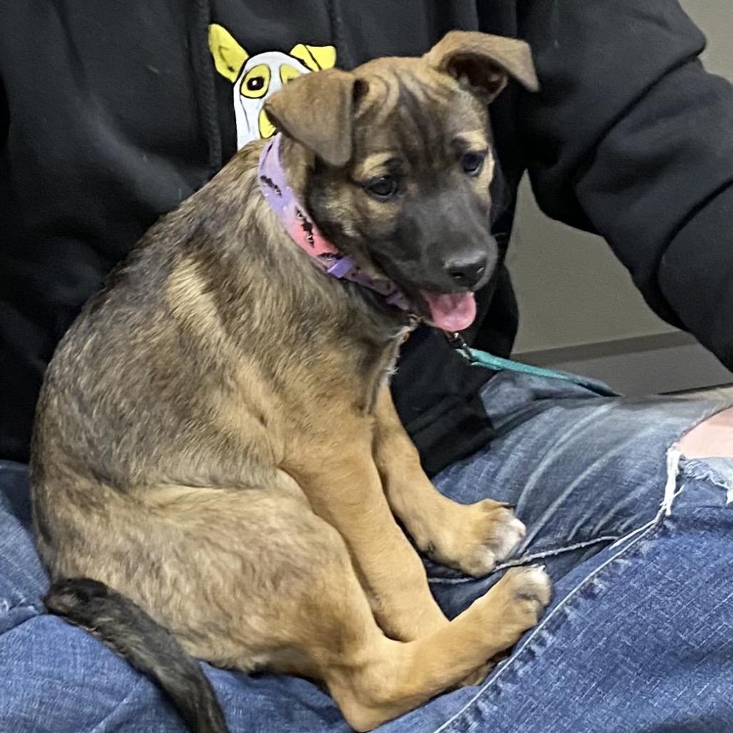 Enlarge Sunflower, a Adoptable Shepherd in Tuba City, AZ image 2/6