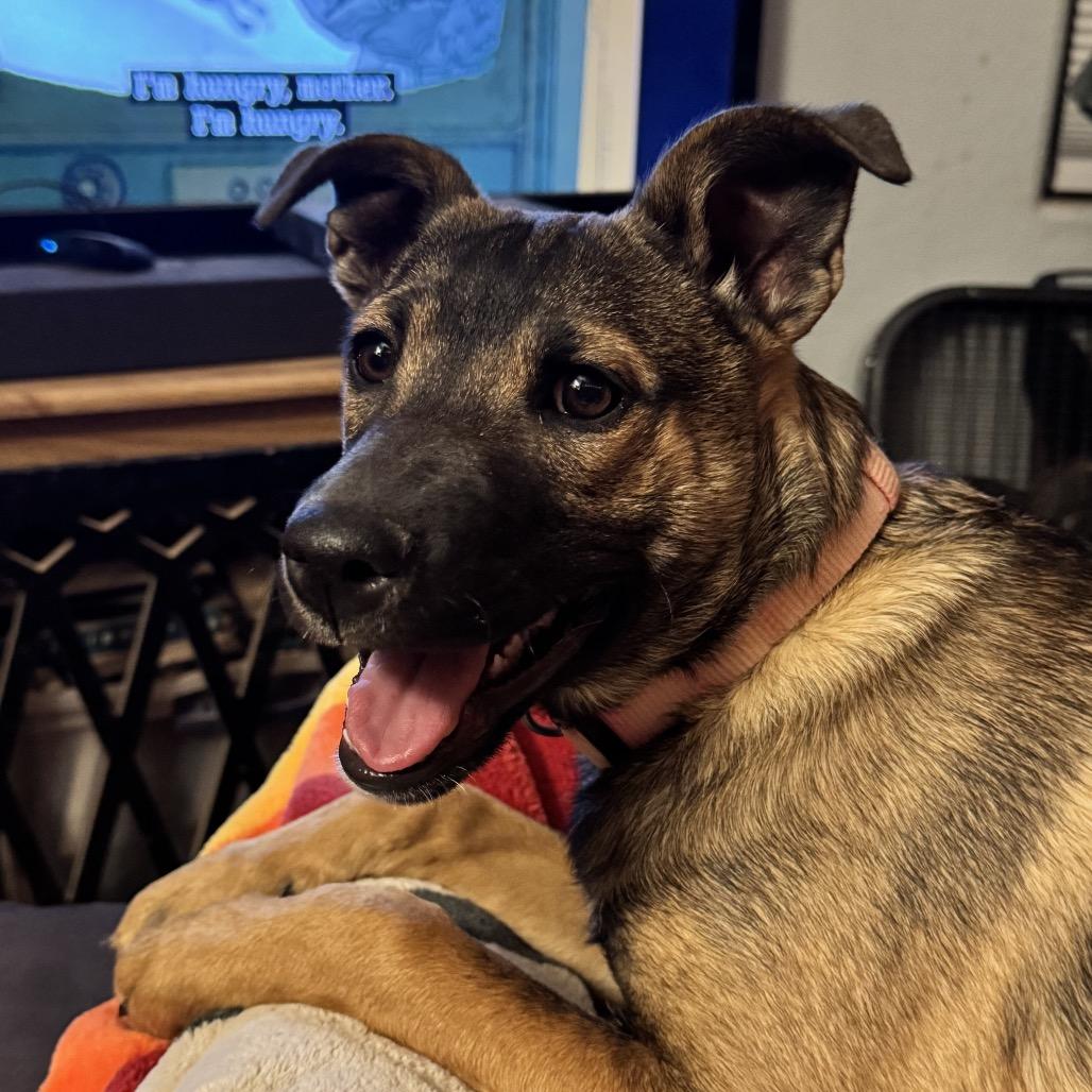 Enlarge Sunflower, a Adoptable Shepherd in Tuba City, AZ image 5/6