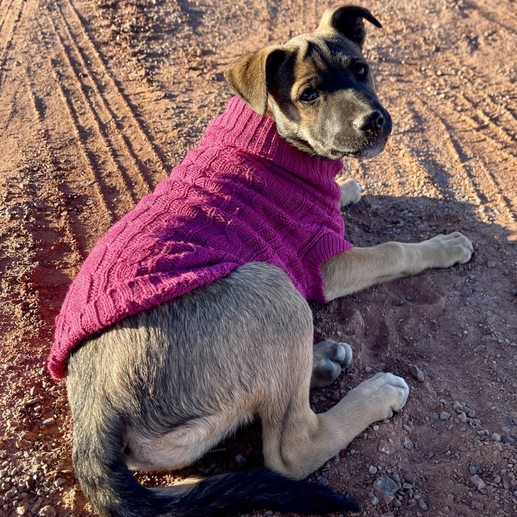 Enlarge Sunflower, a Adoptable Shepherd in Tuba City, AZ image 6/6