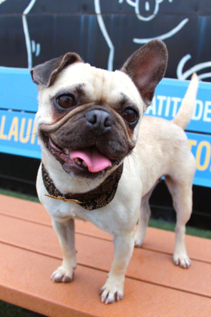 Aria, Adoptable, Young Female Pug & French Bulldog.