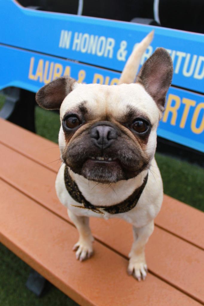 Enlarge Aria, a Adoptable mixed breed in Gardena, CA image 2/6