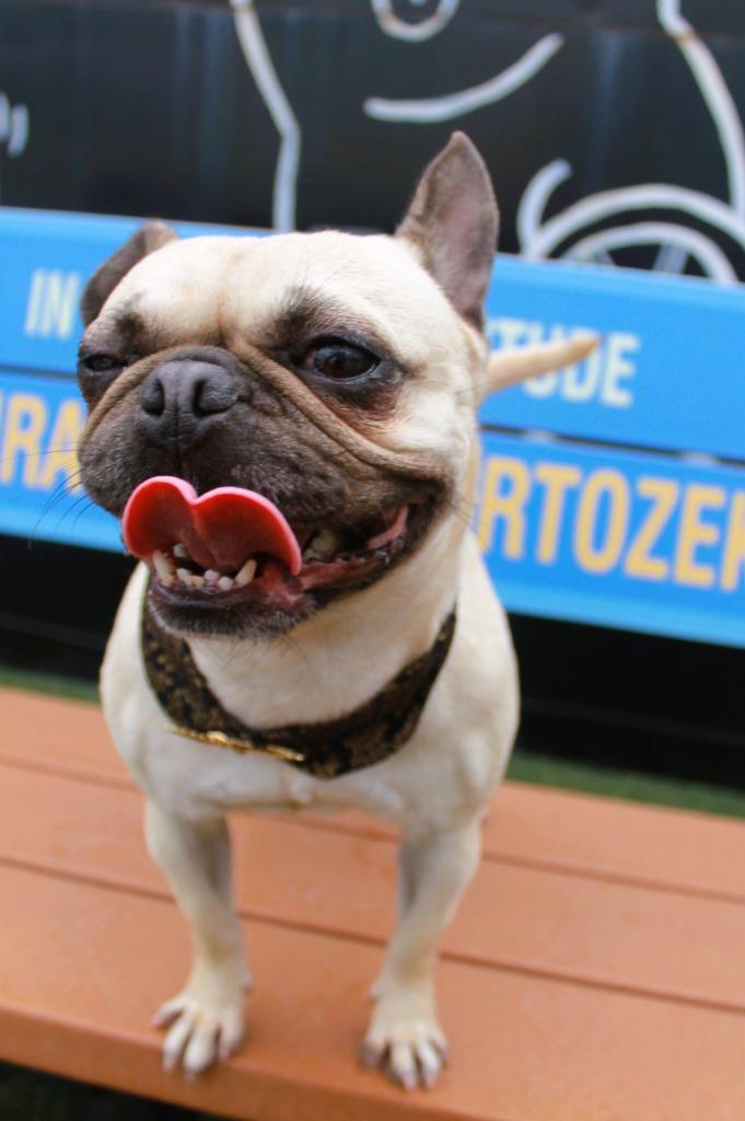 Enlarge Aria, a Adoptable mixed breed in Gardena, CA image 3/6