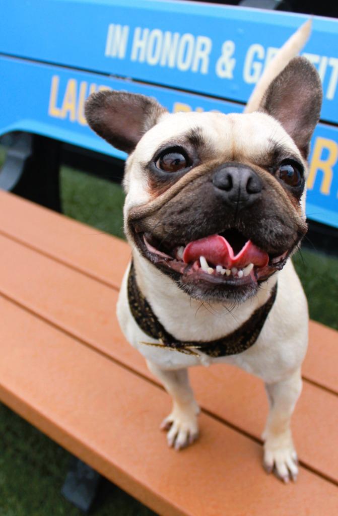 Enlarge Aria, a Adoptable mixed breed in Gardena, CA image 5/6