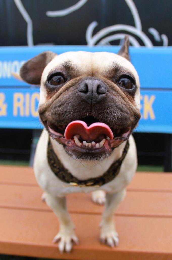 Enlarge Aria, a Adoptable mixed breed in Gardena, CA image 6/6