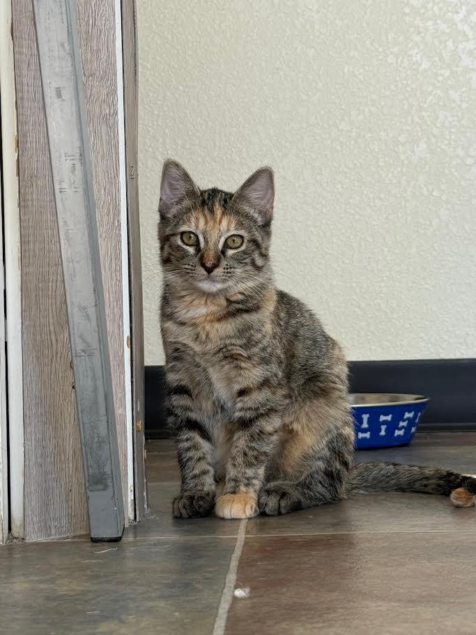 Mel, an adoptable Domestic Short Hair in Ridgway, CO, 81432 | Photo Image 1