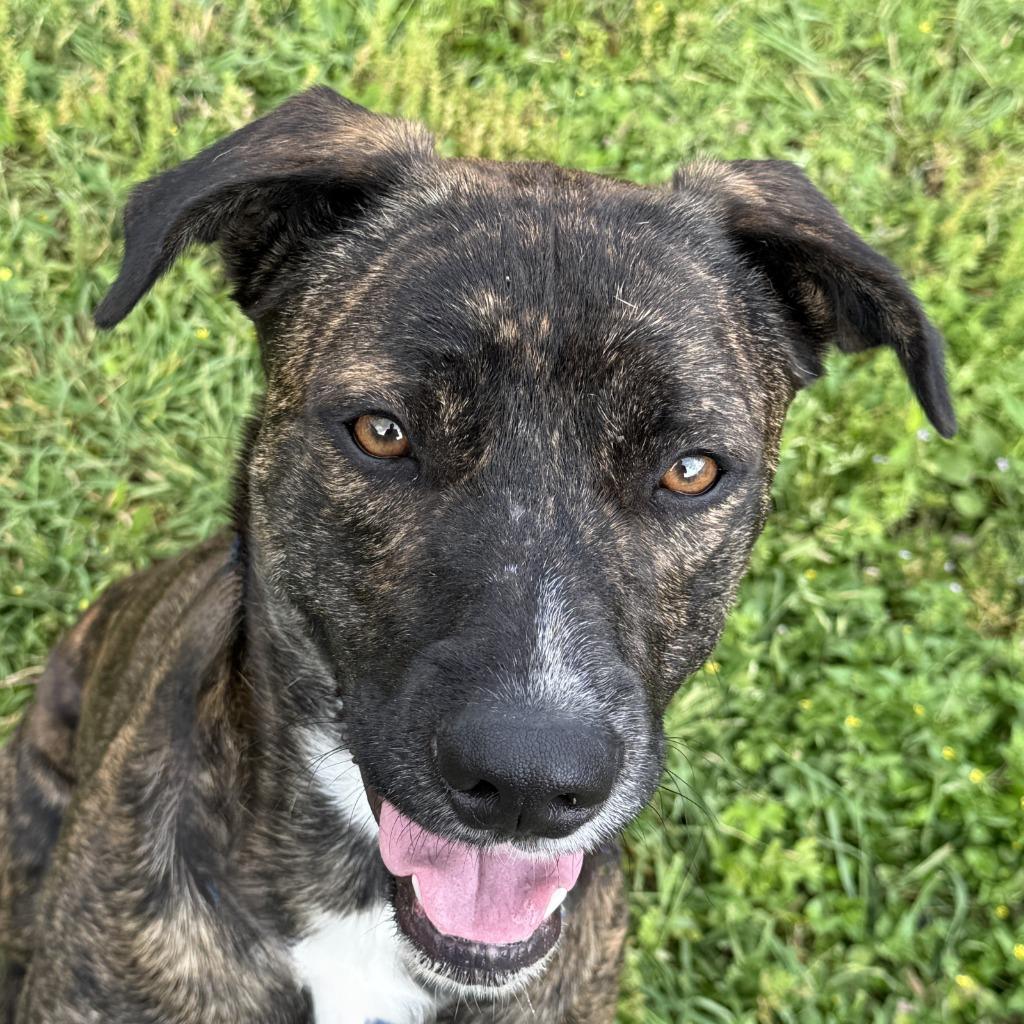 Enlarge Benny, a Adoptable mixed breed in Brenham, TX image 1/6